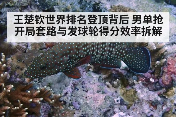王楚钦世界排名登顶背后 男单抢开局套路与发球轮得分效率拆解 - kaiyun